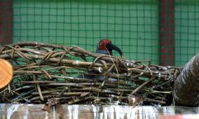 Mei Mei, crested ibis from China, lays 1st egg in Japan